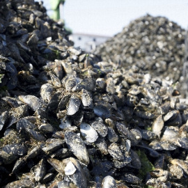 Vista de los mejillones descargados el pasado 18 de agosto en el puerto de Vilaxoan; trabajo del que se han encargado las asociaciones mejilloneras Arousa Norte y Virxe do Rosario, para que la industria pueda continuar con su actividad norm