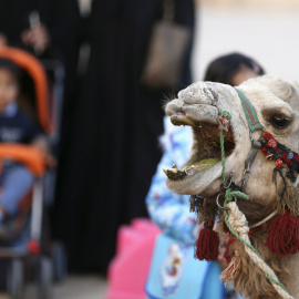 Un camello durante el Festival de la Cultura Janadriyah en las afueras de Riyad, Arabia Saudí. REUTERS/Faisal Al Nasser