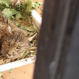 Lince Litio, en el CREA. JUNTA DE ANDALUCÍA