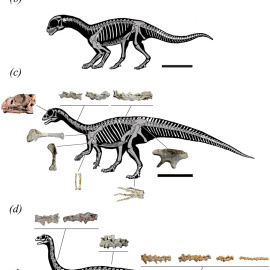 Recreación del dinosaurio. | SCIENTIFIC REPORTS (2019).