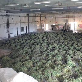 13/04/2022-En una operación conjunta agentes de la Guardia Civil y la Policía Foral han desmantelado el mayor cultivo de marihuana de Europa