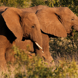 Una pareja de elefantes africanos pasea por un parque de Sudáfrica.