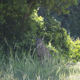 El lince ibérico está en proceso de recuperación gracias al trabajo ejemplar de conservacionismo