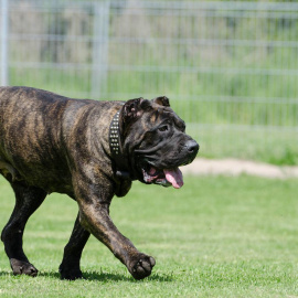 Conoce 6 razas de perros autóctonas de España