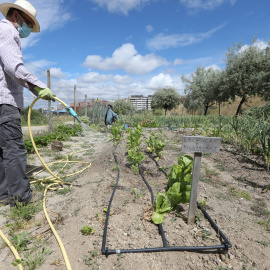 Un hombre riega las lechugas de La Huerta Eugenia, un huerto urbano situado en una parcela municipal del madrileño barrio de Vallecas, durante la fase 0 de la desescalada en la ciudad y en los que se ha establecido normas para garantizar la