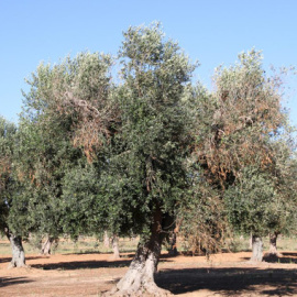 Olivo infectado por Xylella fastidiosa donde se aprecian los síntomas de la enfermedad. / Juan A. Navas-Cortes