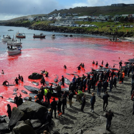 Imágenes de la tradicional festividad de Islas Feroe en la que se mata a 250 cetáceos. AFP/Andrija Ilic.