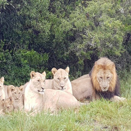 La manada de leones de la reserva de Sibuya, en Sudáfrica.- Sibuya Rhino Foundation