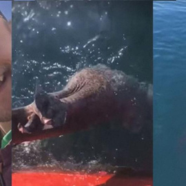 Los dos pescadores que le cortan la cola a un tiburón para burlarse de él en las redes sociales.