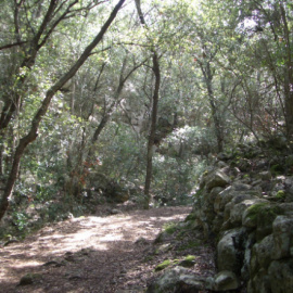 Bosque de Menorca.