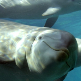 Delfines del zoo de Barcelona - EFE