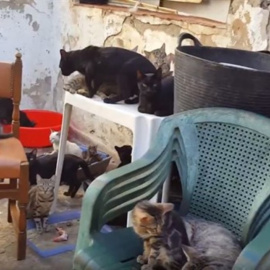 Gatos hacinados en el piso de Málaga - Policía Local de Málaga