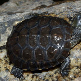 Tortuga 'mauremys leprosa'./WIKIPEDIA