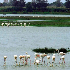 El Parque Nacional de Doñana. EFE