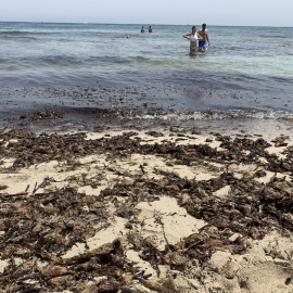 Posidònia en una platja de Mallorca.