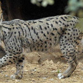 El lince ibérico es una de las especies más amenazadas en España. EFE