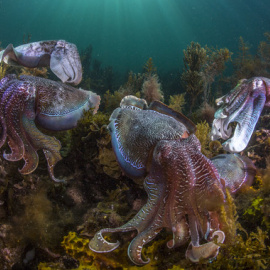 Ejemplares de sepia gigante australiana (Sepia apama) en el Golfo de Spencer al sur de Australia. / Scott Portelli