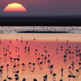 Doñana