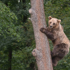 Un ejemplar de oso pardo. EFE (archivo)