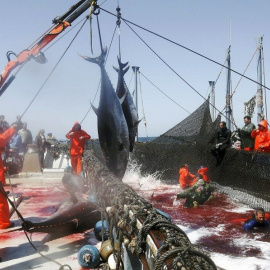 Pescadores de almadrabas suben un par de atunes de una piscina, en Zahara de los Atunes. EFE/Jorge Zapata/Archivo