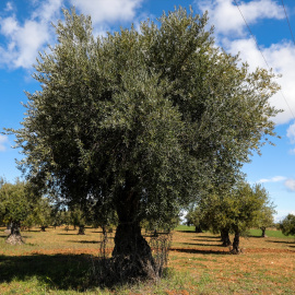 Foto de archivo de olivares en Campo Real, (Madrid), a 2 de abril de 2020.