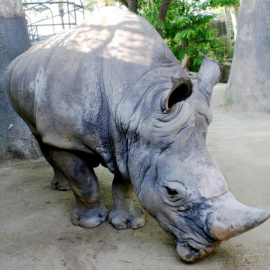 17/10/2023 - El rinoceronte Pedro en el Zoo de Barcelona.