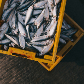 08/08/2019 - El mercurio es tóxico para el ser humano y se concentra en el pescado