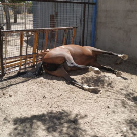 El equino fallecido en un establecimiento animal de Getafe. Ayuntamiento de Getafe