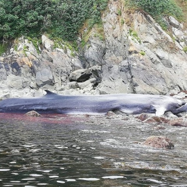 Ballena varada. Europa Press