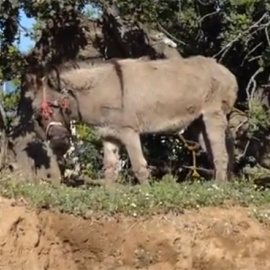 El burro del chatarrero de Mataró.