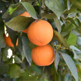 19/08/2019 - Detalle de una naranjas en un huerto / EFE