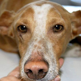 Un perro de caza, abandonado tras el fin de la temporada. EFE