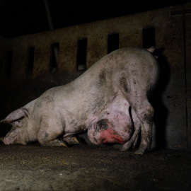 Uno de los cerdos aparecidos en el programa de Salvados. IGUALDAD ANIMAL