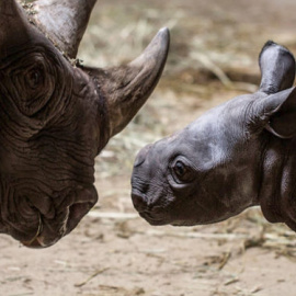 15/07/2019 - Dos rinocerontes negros en el Zoológico de Chicago, otra especie en peligro de extinción. EFE