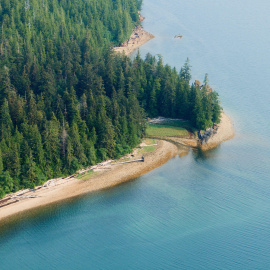 Bosque Nacional Tongass. FLICKR/Alan Wu