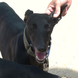 Perros y pájaros luchan por encontrar refugio en esta ola de calor