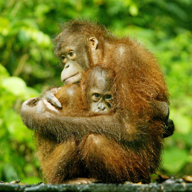 Una orangután sostiene a su cría en un centro de rehabilitación. /REUTERS