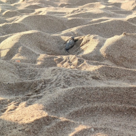 Una de les cries de tortuga careta que ha nascut a la platja de Viladecans i que ja ha estat alliberada al mar