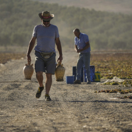 Un trabajador camina por una finca de la localidad cordobesa de Montalbán con un par de botijos en la mano el 19 de agosto de 2023.