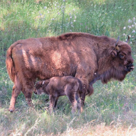 La cría de bisonte europeo junto a su madre.