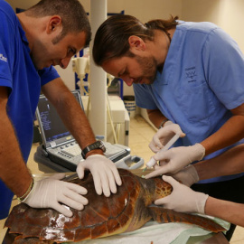 Daniel García Párraga (centro) tratando una tortuga boba con miembros de su equipo. | FUNDACIÓN OCEANOGRÀFIC