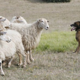 Un perro pastor conduce a un rebaño de ovejas. EFE