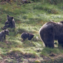 Osas con crías en la Cordillera Cantábrica.. Foto: Fundación Biodiversidad