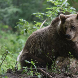 Imagen de archivo de un oso pardo. - EFE