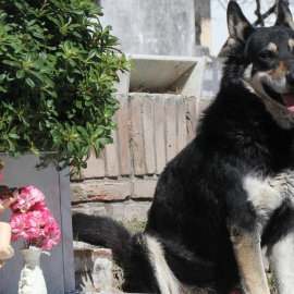 Capitán en el cementerio en el que descansan los restos de su dueño, al que veló durante más de diez años. EFE