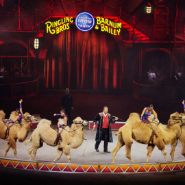 Uno de los espectáculos con animales en el circo Ringling.