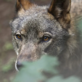 20/12/23 - Imagen de archivo de un lobo ibérico.