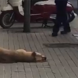 Un guardia urbano de Barcelona dispara y mata a un perro después de que le mordiera el brazo