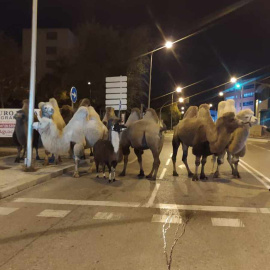 a Policía Nacional ha localizado esta madrugada a ocho camellos y una llama que paseaban por las calles del distrito madrileño de Carabanchel