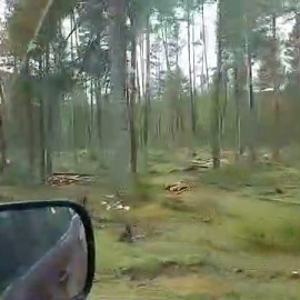 Las talas para fabricar pellets se comen el bosque del nacimiento del Tajo